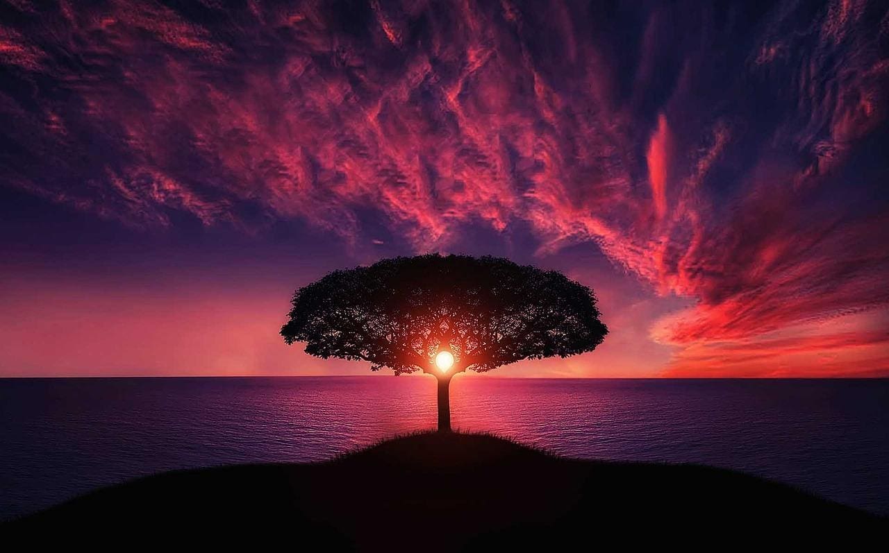 tree-original